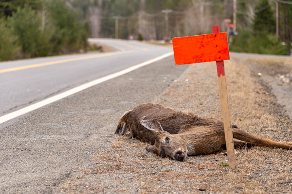 Dead deer on the side of the road with red flag.