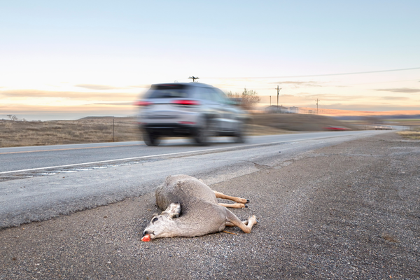 Car speeding on road and dead deer.