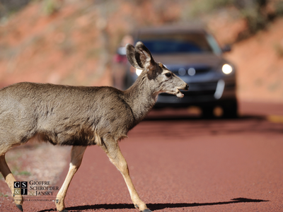 Deer walking and car on the background.